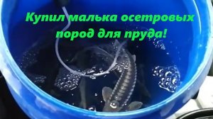 Купил малька русско-ленского РОЛО, ленского на калугу ЛенКа, русского на калугу Рукалу осетров