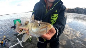 НАШЛИ ПОСЛЕДНИЙ ЛЕД и НАЛОВИЛИ РЫБЫ! Весенняя рыбалка. Ло на судака на вибы. Последний лед 2025.