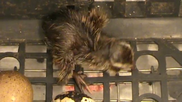 quail-перепела смотреть онлайн