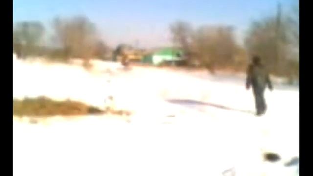 Заездка разных лошадей в сани