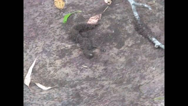 Formigas carnivoras atacando - Formiga-correição смотреть онлайн