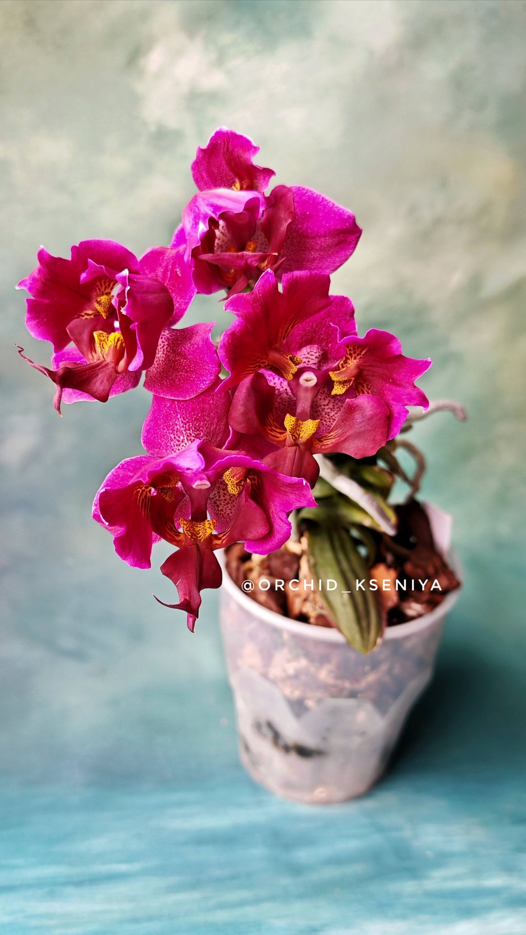 Трилипс Stellenbosch | Орхидея фаленопсис Стелленбош с генетической мутацией листьев 🌱 смотреть онлайн