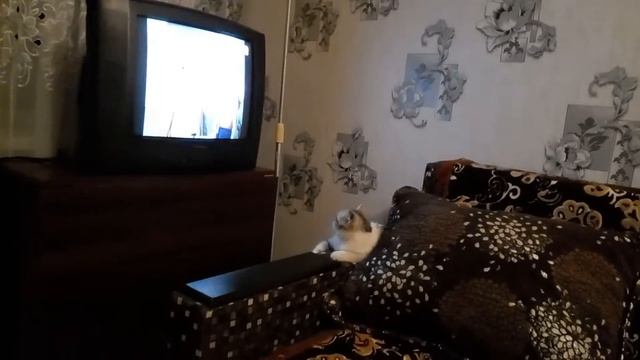 Моя кошка смотрит кино"Операция Ы смотреть онлайн