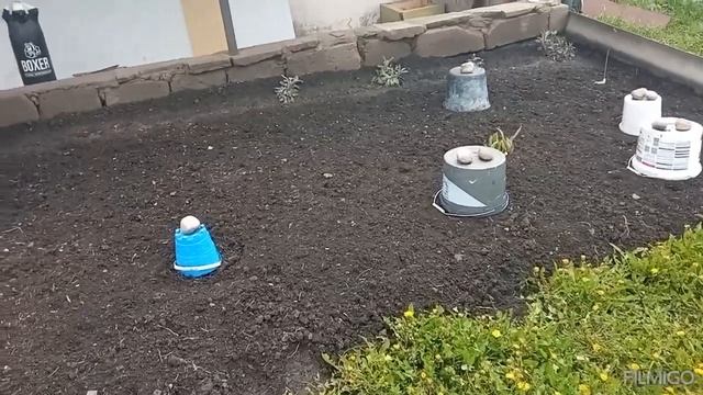 ПЕРВЫЕ РЕЗУЛЬТАТЫ ЗАМОРОЗКОВ В МАЕ #садогороддача #garden #заморозки #морозвмае