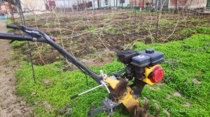 Что необходимо сделать на винограднике прямо сейчас