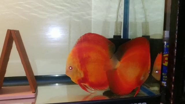 RGD(M) x Albino red (F) discus смотреть онлайн