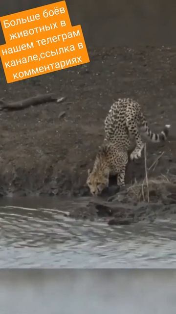 Неожиданная развязка #крокодил #гепард #нападение #Shorts смотреть онлайн