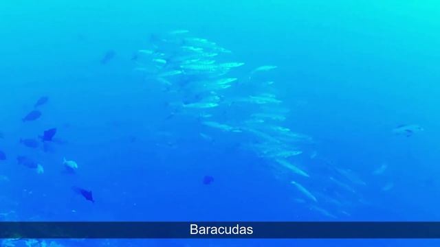 My reef, Raja Ampat (Wogebong shark, Lionfish, Murray...) смотреть онлайн