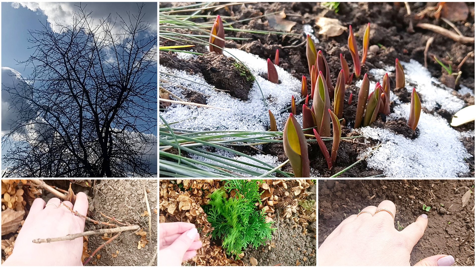 Очень холодно. Редис начинает всходить. Туи и гортензии в прикопе смотреть онлайн