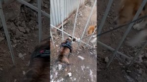 Амстафф 5 мес и немецкая овчарка_20250228