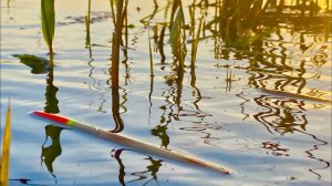 Рыбалка на поплавок весной рыбалка на карася