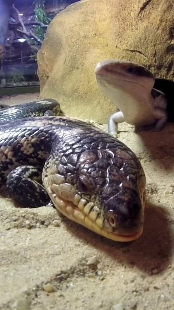 Blue Tongue Lizards 🦎 смотреть онлайн