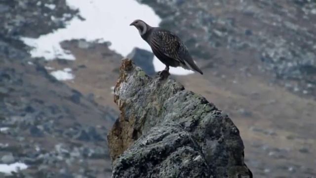 Улуу тоого чыккан барбы, улар үнүн уккан барбы?