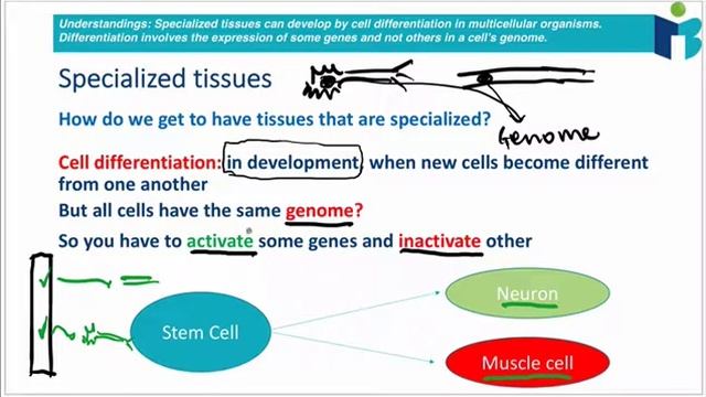 1.1.4 Cell Differentiation & Emergent Properties (IB Biology) смотреть онлайн