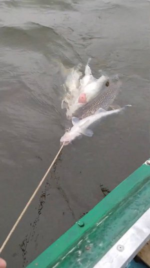 ОБМАНУТЬ ХОТЕЛИ, ВОТ ВАМ! #астраханскийклев