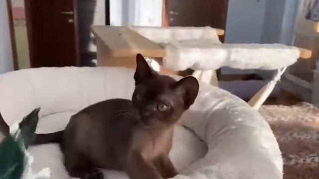 Aldis Edera смотреть онлайн