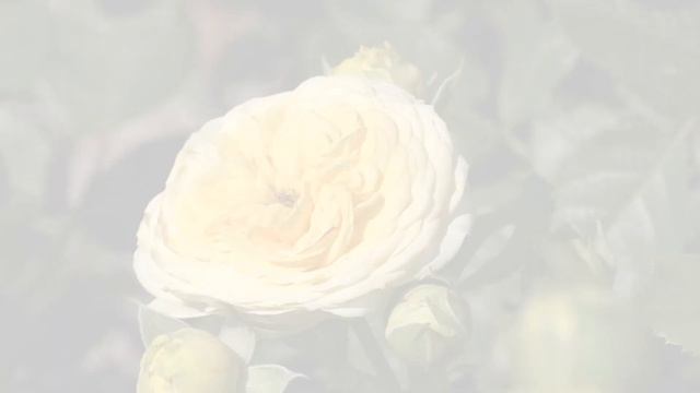 Роза Лимон Помпон смотреть онлайн