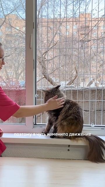 Учу кошку не кусать меня и стричь когти, 3 часть сериала. #зоопсихолог #прокошек #зоопсихология смотреть онлайн