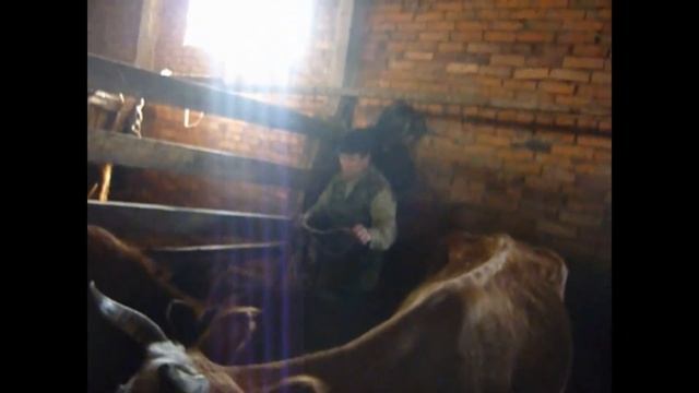 ОБРАБОТКА ДИКОГО СКОТА