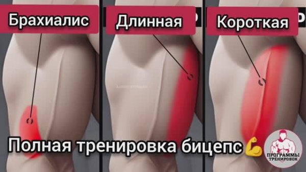 Полная тренировка бицепс💪