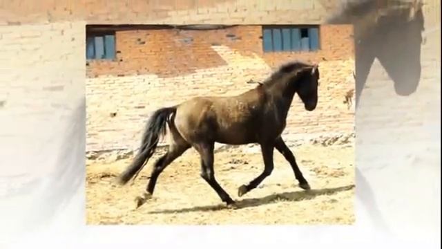 Златоуст / рысистый жеребец