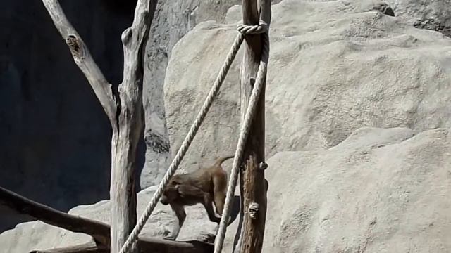 Hamadryas Baboon Maszat and Dezső (Budapest Zoo) смотреть онлайн