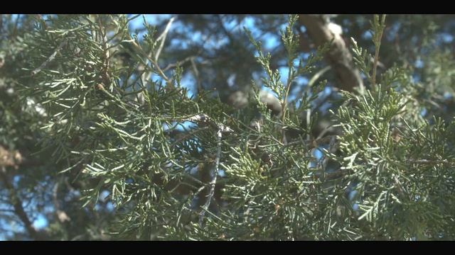 Trees In Spring смотреть онлайн