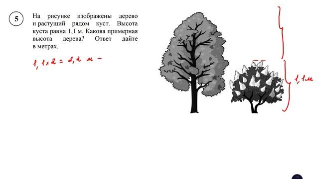 ВПР. Математика. 6 класс. Задание 5. На рисунке изображены дерево и растущий рядом куст. Высота кус смотреть онлайн