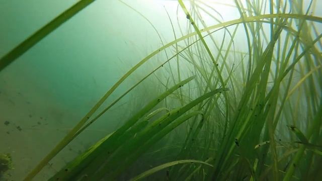Meditative Zostera Marina