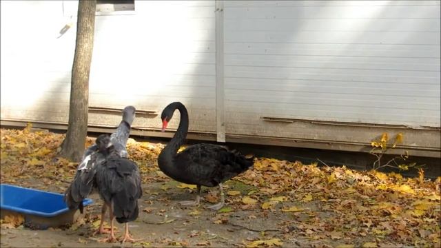 #Харьков #Фельдманпарк-2019 #птичий_вольер #черные_лебеди смотреть онлайн