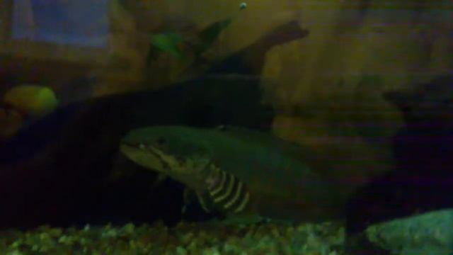 10 inch Channa Pulchra just hangin.MP4 смотреть онлайн