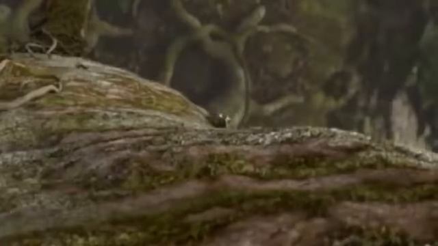 Amazingly Intelligent Monkeys Save Rodent Mouse From Snake Hunting Prey Escapes Predate смотреть онлайн