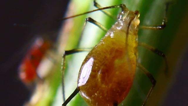 Aphid смотреть онлайн