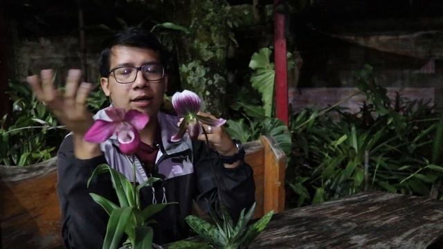 Tipos de Orquideas Zapatito: Paphiopedilum y Phragmipedium смотреть онлайн