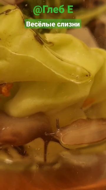 Весёлые слизни #slug#nature#animals#home#youtube#video#i#слизень#природа#животные#дом#ютуб#видео#я смотреть онлайн