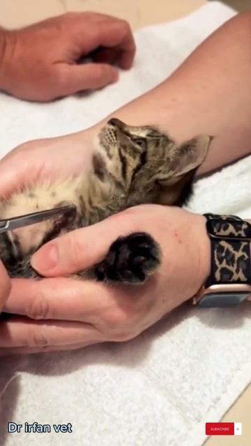 Bot fly larvae removal || Cat become sick || Care your cats from this type of fly #cat #catlover смотреть онлайн