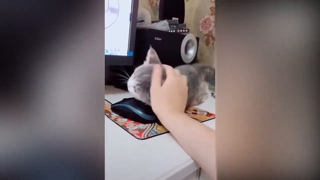 Тик-ток кошки, смешные моменты смотреть онлайн