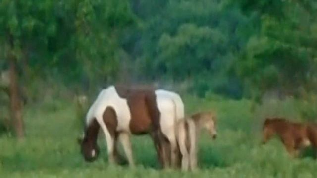ЛЕБЕДИНАЯ  ГРАЦИЯ: приключения пятнистой лошади