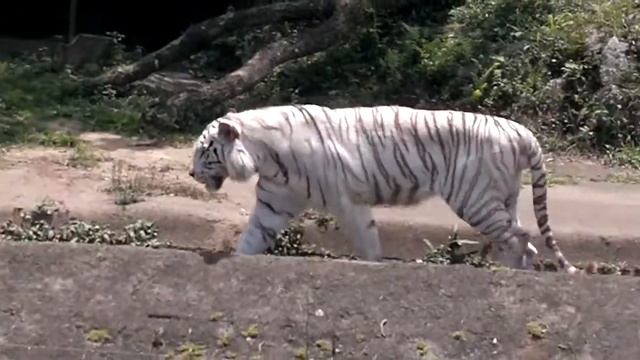 Tigre Branco - White Royal Bengal Tiger - Panthera tigris tigris смотреть онлайн