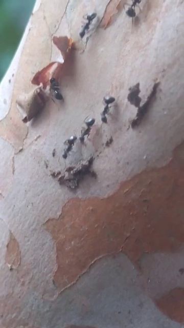 ants смотреть онлайн