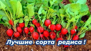 Какой сорт редиса самый лучший? 4 самых урожайных сорта редиса, которые не стрелкуются и не цветут