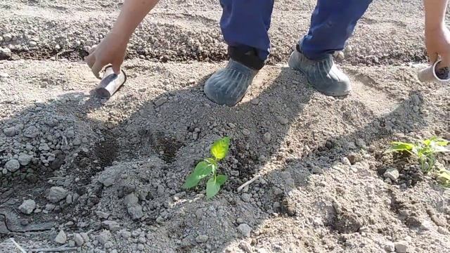 Как быстро посадить рассаду