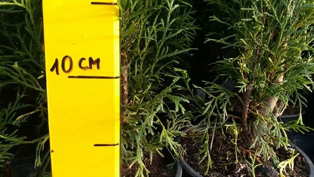 Tuja SMARAGD - najładniejsza na zimozielone żywopłoty. U nas sadzonka o wysokości 70 cm/+ смотреть онлайн