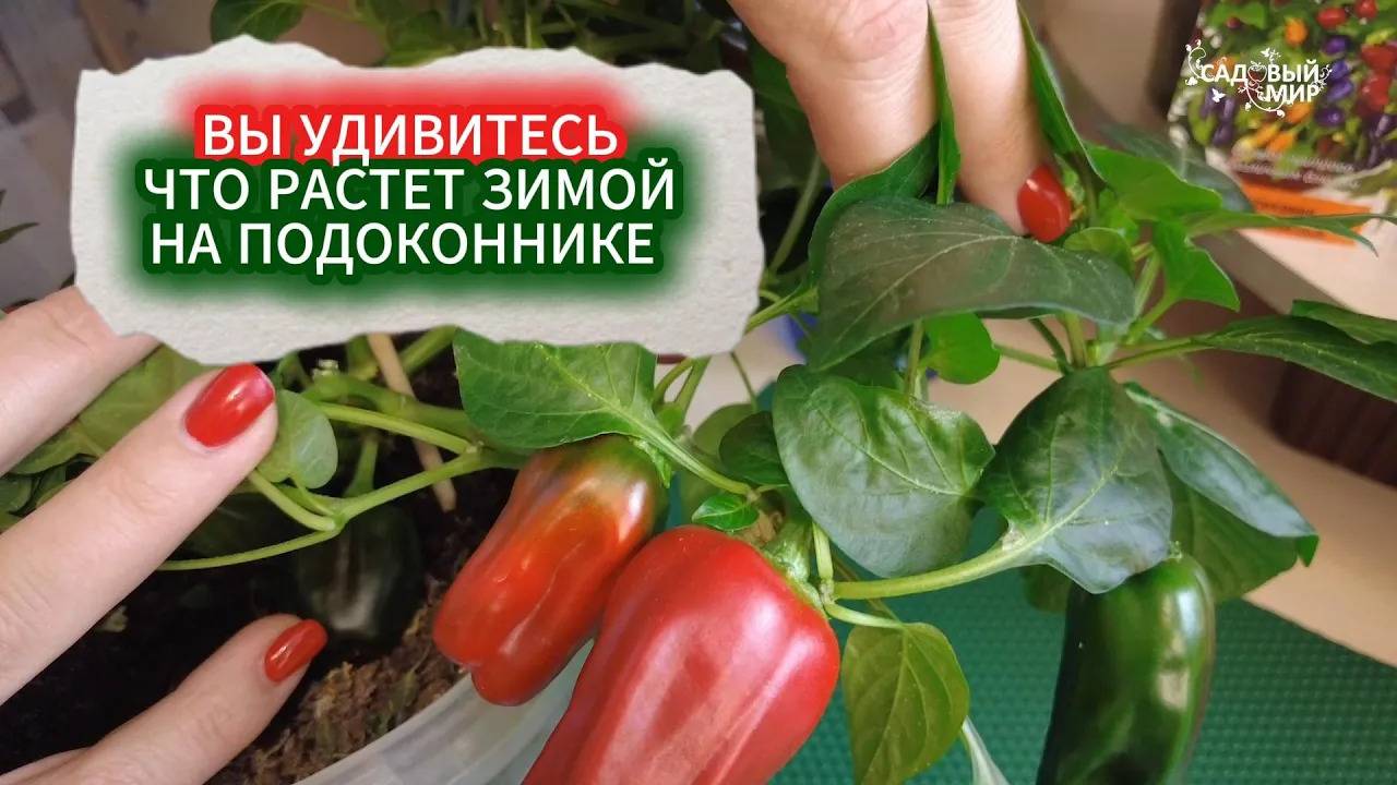 Садовый Мир