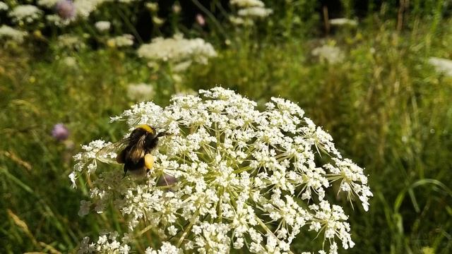 #Полевые_цветы #Мир #насекомых #Wildflowers #insect_world смотреть онлайн