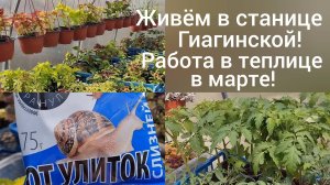 Переехали в Адыгею/Работа в саду продолжается/ Обрезка шалфея/Из Омска на юг/