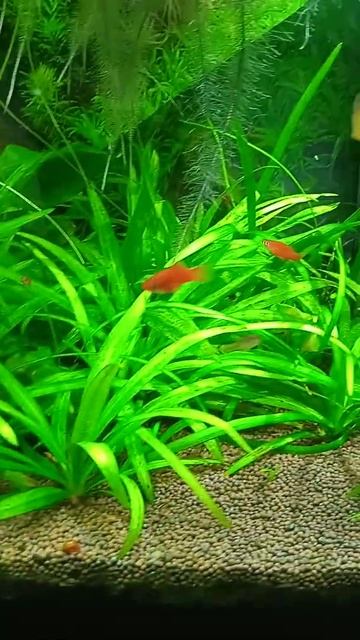 Меченосцы смотреть онлайн