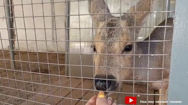 Детёныш Косули стал взрослый Наш Егор 🦌 смотреть онлайн