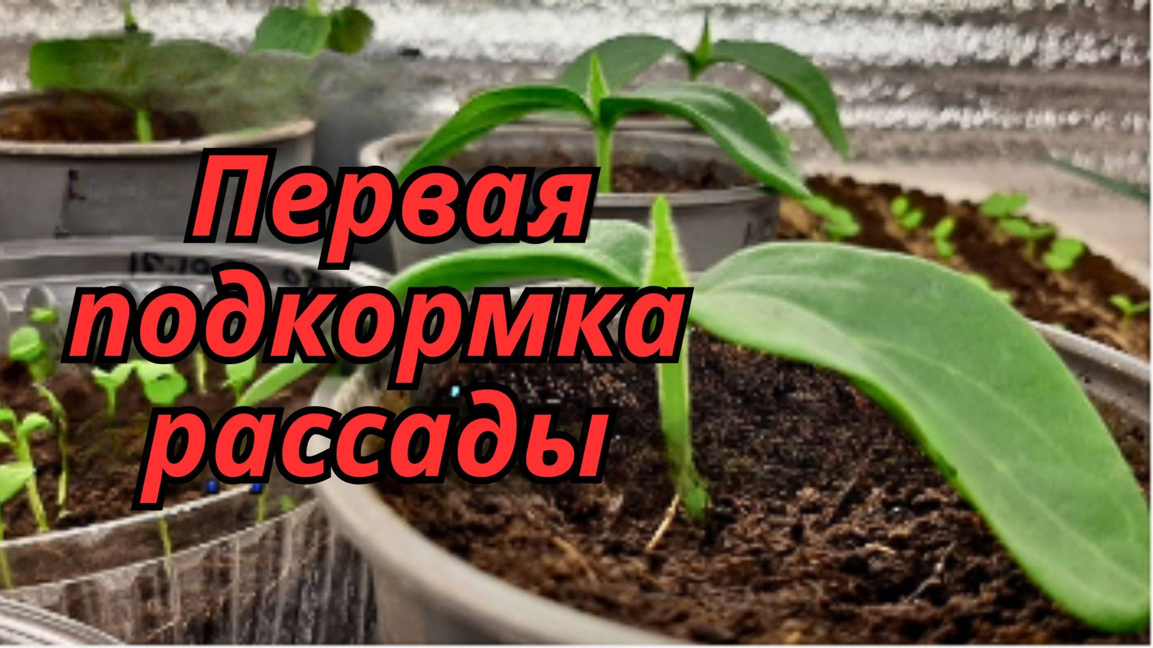 Первая подкормка рассады 🌱 – что важно знать, чтобы не навредить? смотреть онлайн