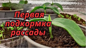 Первая подкормка рассады 🌱 – что важно знать, чтобы не навредить?